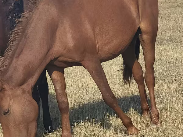 Kanca, Horse breed
