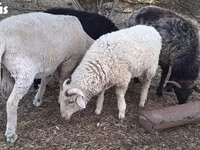 Widder, Merino sheep — Foto 2