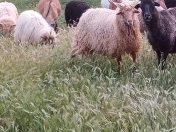 公羊, Racka sheep