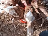 Turkeys — foto 1
