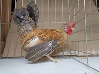 Chickens — फ़ोटो 2
