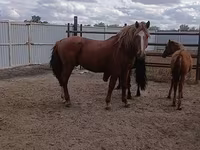 Hing, Kushum Horse — 2. fotó