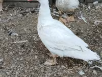Ducks — 2. fotó