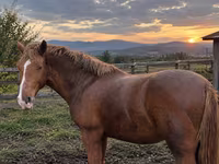 Cavalo, Cavalos — foto 1