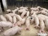 公猪, Pigs — 照片 1