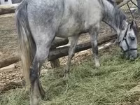 Horse (M), Lipizzaner — photo 7