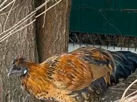 Chickens — फ़ोटो 8