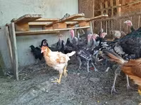 Turkeys — Foto 2