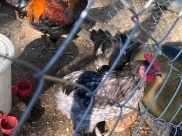 marans