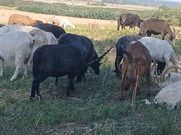 Ovce, Racka sheep — Maďarsko