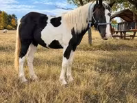 母马, Gypsy horse — 照片 2