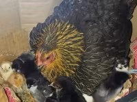 Chickens — photo 2
