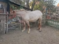 At, Atlar — foto 2