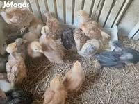 Chickens — photo 5