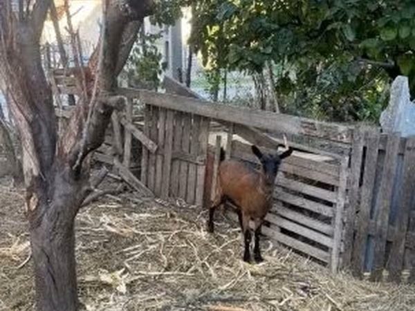 Koza, Alpine goat — Maďarsko