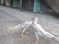 Shamo chickens — 3. fotó