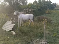 Hing, Azerbaijan horse — 5. fotó