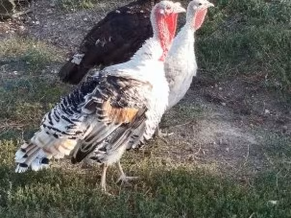 Turkeys — Hungary
