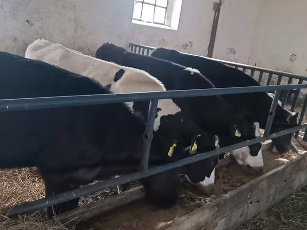 公牛, Cattle