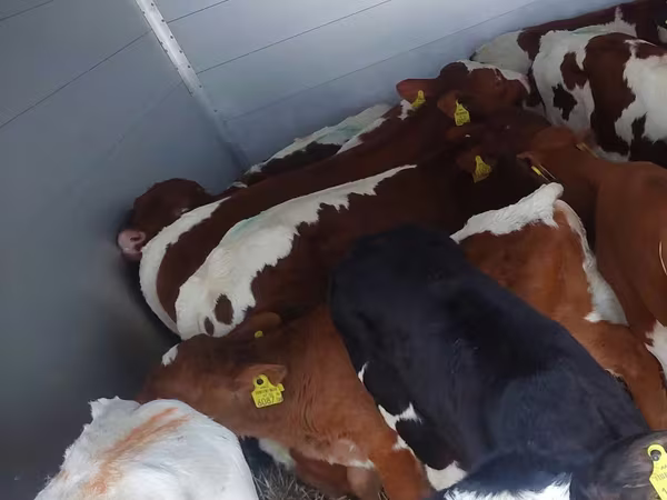 Bika, Simmental cattle