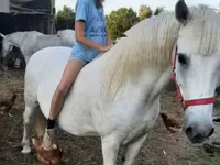 母马, Hungarian horse breed — 照片 2