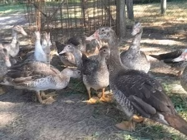 Ducks — Maďarsko