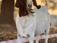 Nőstény kecske, Boer goat — 2. fotó