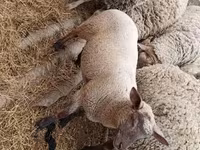 भेड़, भेड़ — फ़ोटो 2