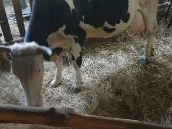 بقرة, Russian Black pied cattle — هنغاريا
