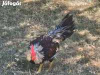 Chickens — photo 1