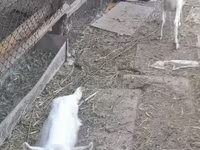 Nőstény kecske, Saanen goat — 6. fotó