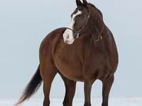 Yegua, Akhal-Teke — foto 7