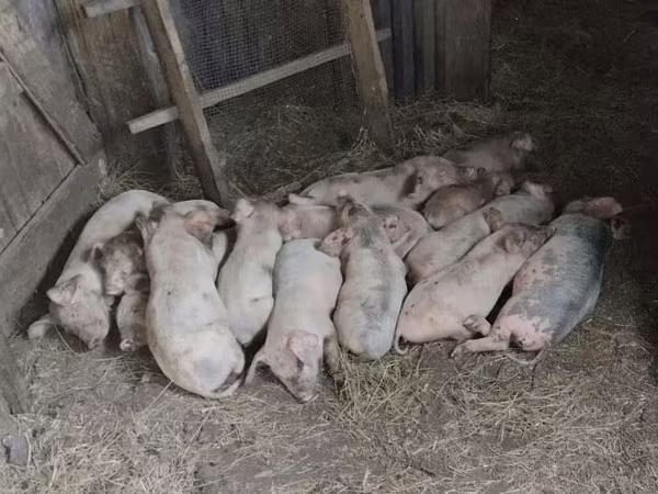 Pigs (batch, sex not specified), Pigs