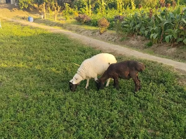 Beran, Ovce