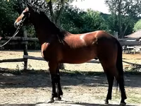 Cheval, Chevaux — photo 4