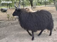 母羊, Racka sheep — 照片 2