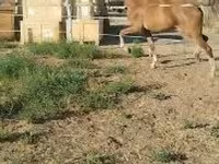 Égua, Dutch warmblood horse — foto 6