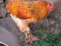 Brahma — foto 2