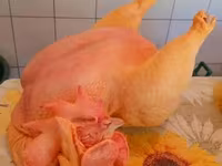 Chickens — Foto 1