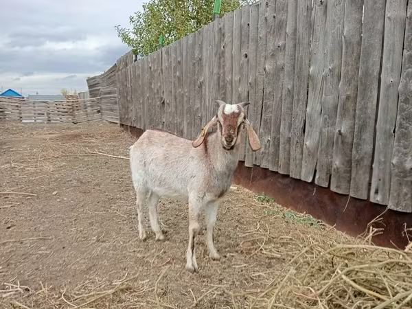 Kozioł, Nubian Goat