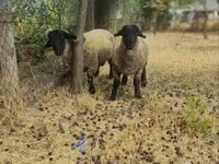 Ram, White Suffolk sheep — photo 4