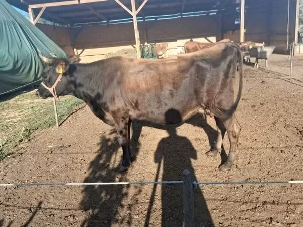 Krava, Jersey plemeno — Maďarsko