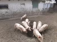 Säue, Schweine — Foto 2