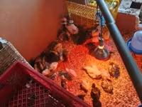 Chickens — الصورة 2