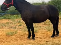 母马, Horses — 照片 4