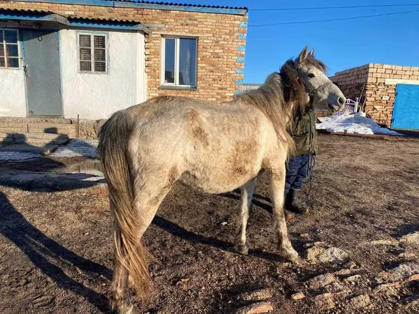 Yegua, Kazakh horse