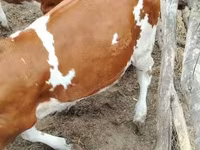 Bika, Holstein fajta — 2. fotó