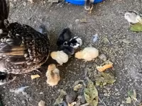 Chickens — 1-сурет