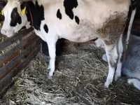 Tehén, Russian Black pied cattle — 2. fotó