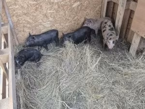 Pigs (batch, sex not specified),  — Hungary
